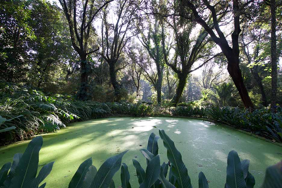 The vegetation-covered pond in the heart of the Botanical Garden, a corner of serene naturalness