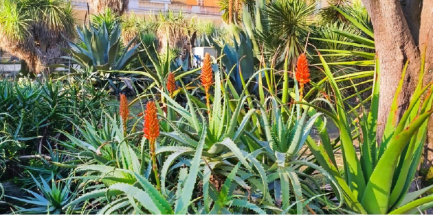 Reggia di Portici - MUSA - What plants don't say